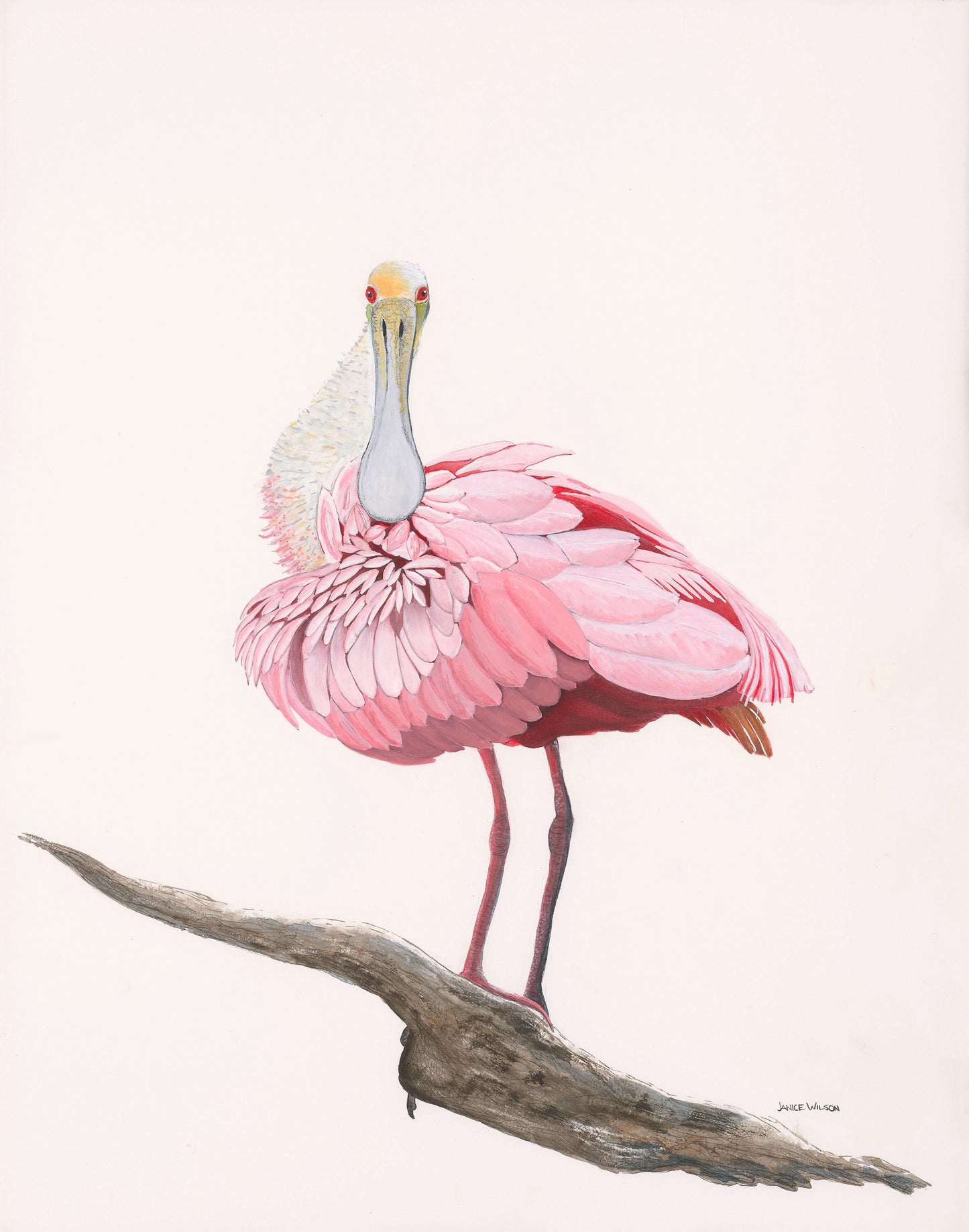 Feeling Fluffy, Roseate Spoonbill, Original Fine Art Watercolor Painting, 20.5 x 30