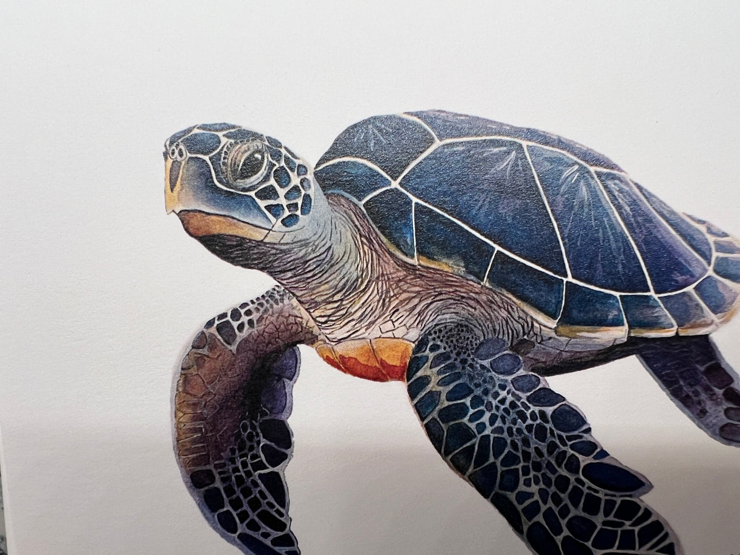 Note Card, Greeting Card, Blue Turtle, Blank Inside, Set of 10