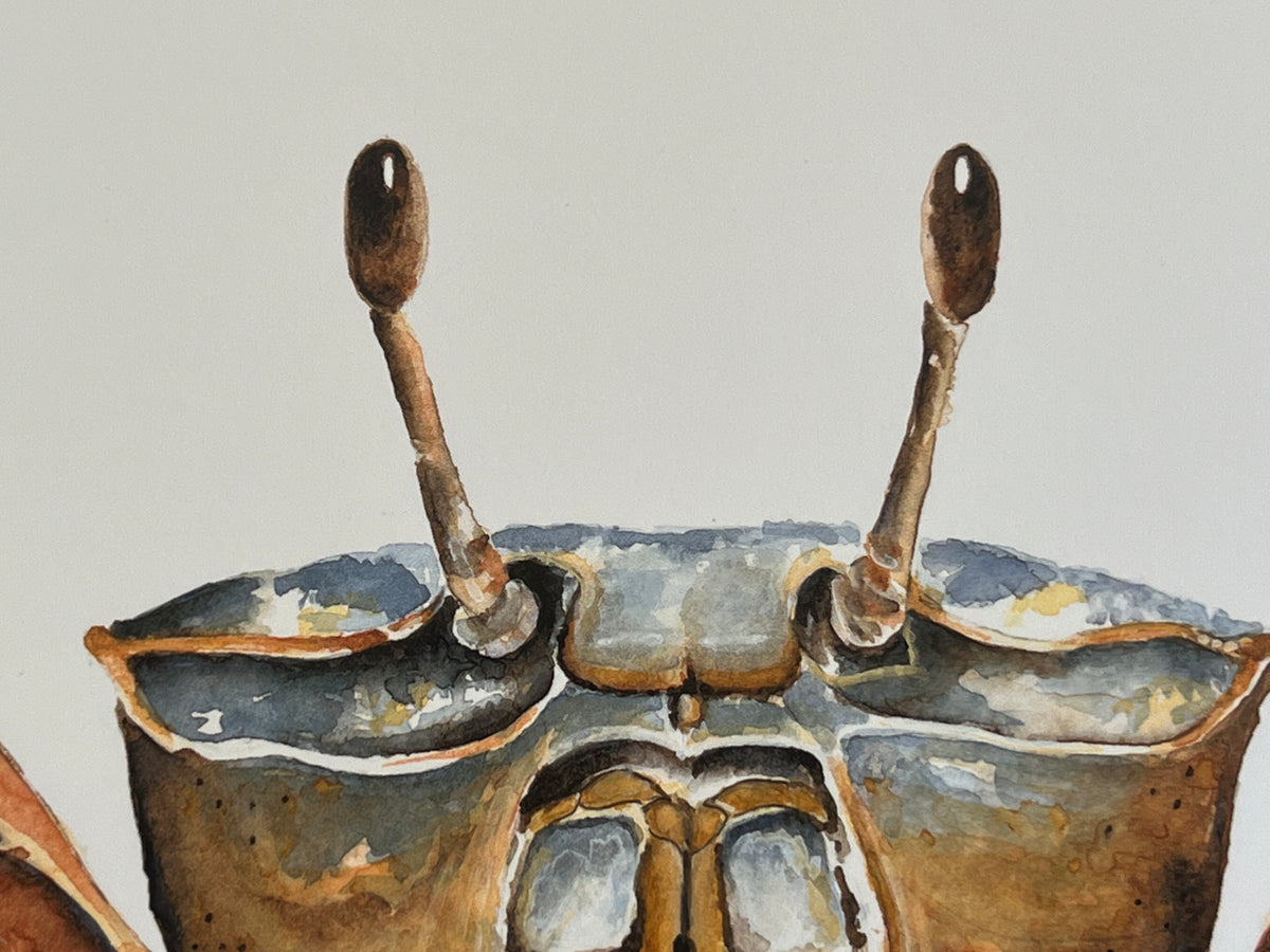 Giclee Print Fiddler Crab