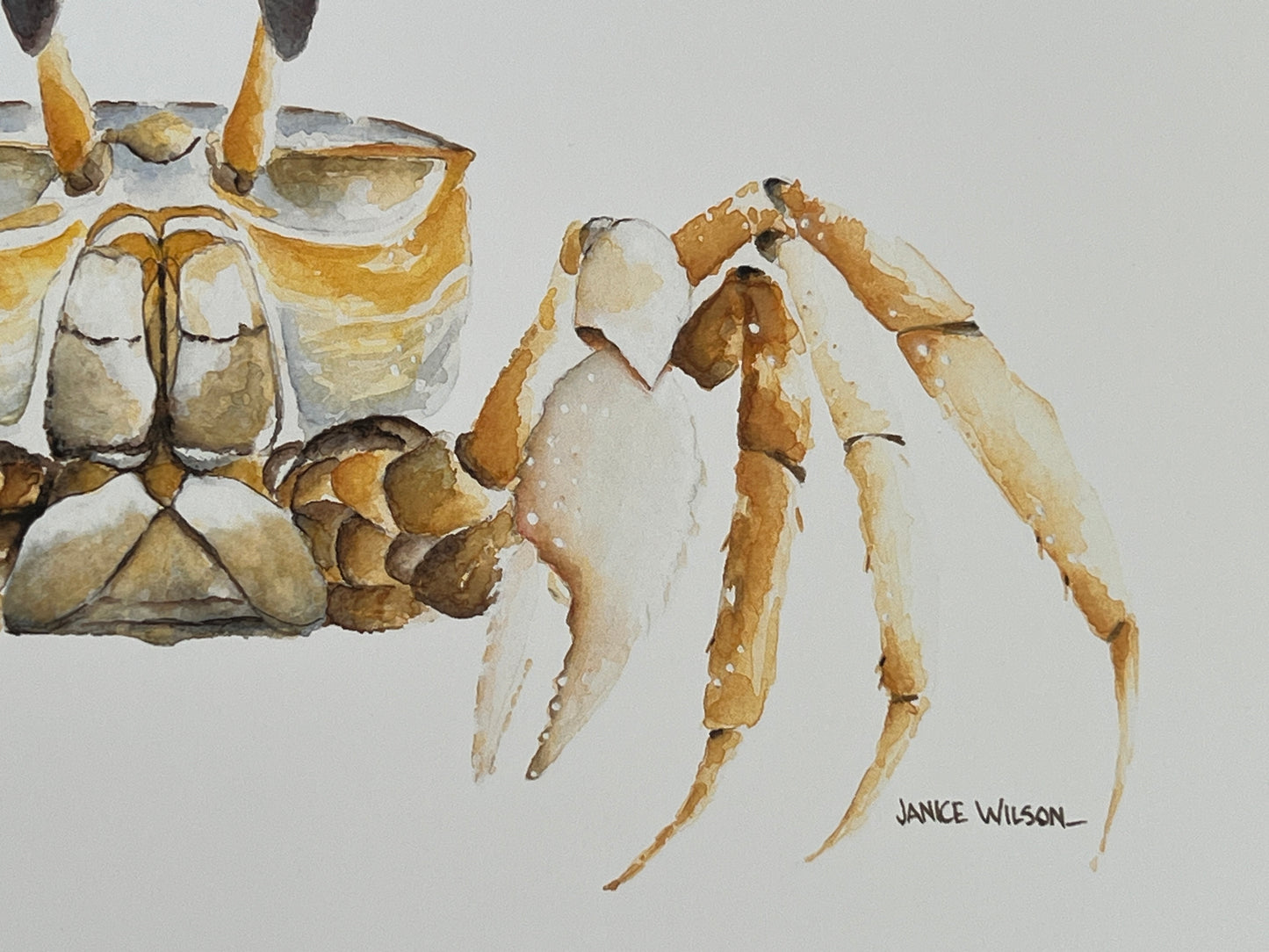 Giclee Print Ghost Crab