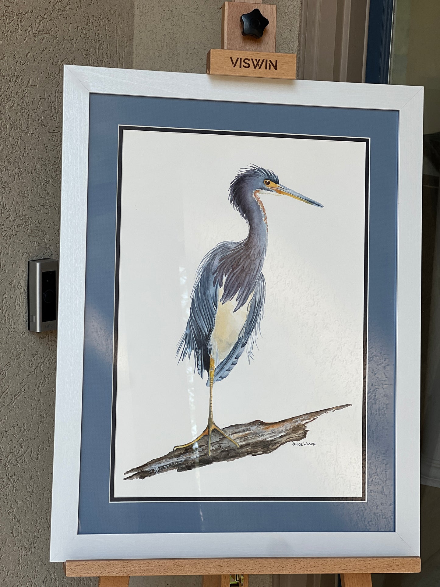 Oswald, Tri-colored Heron, Original Fine Art Watercolor Painting, 20 x 26 FRAMED