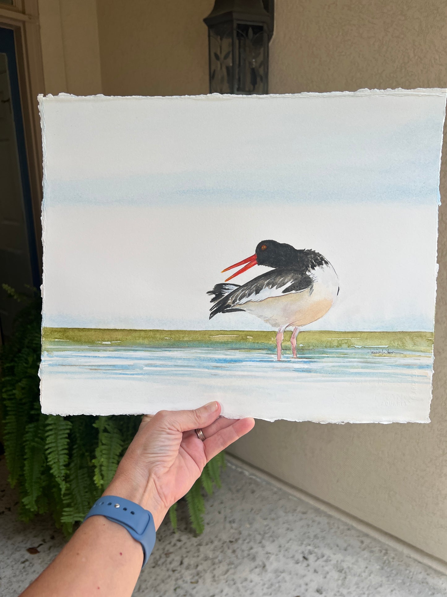 American Oyster Catcher, Giclee Print, Original Fine Art Watercolor Painting