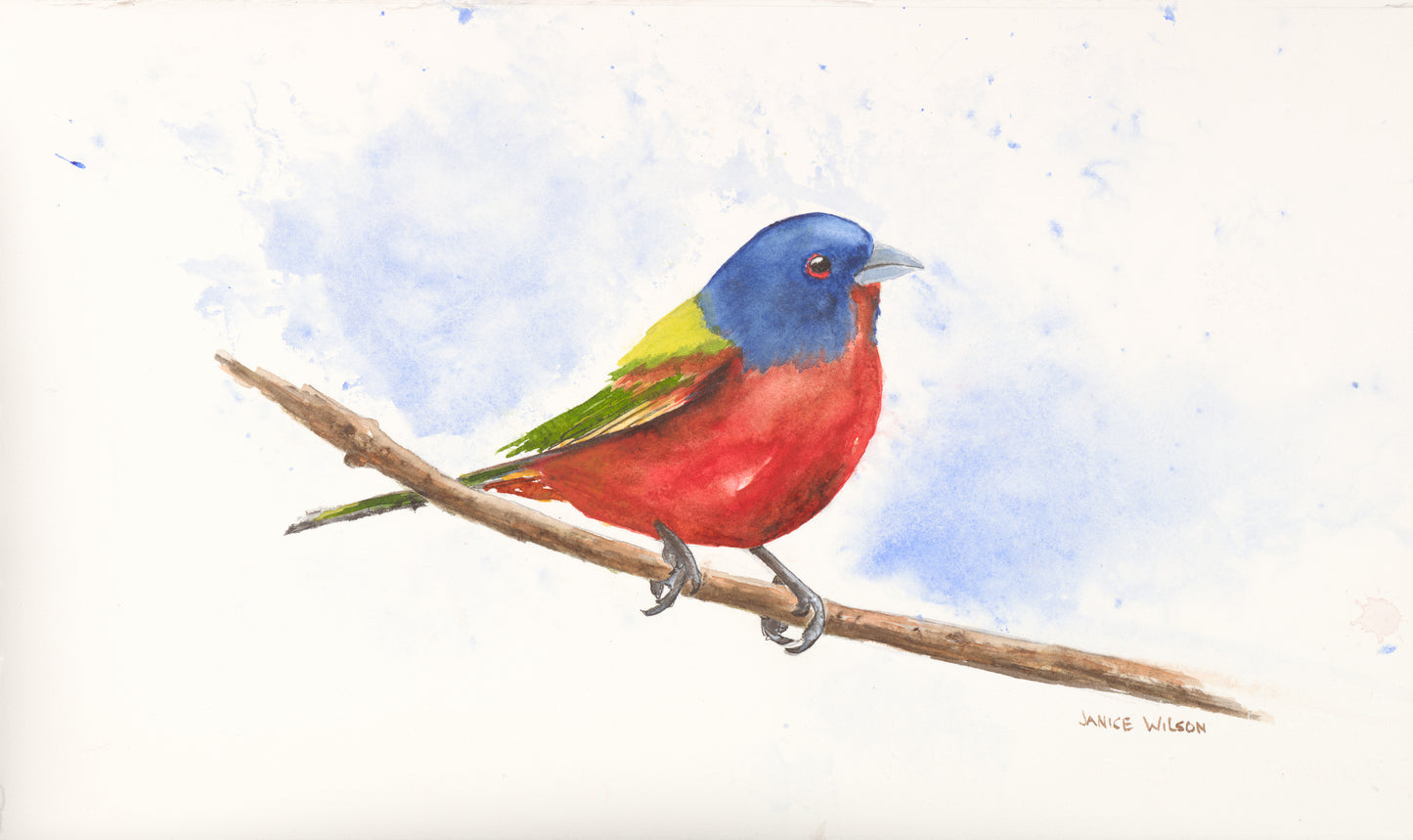 Painted Bunting on a branch, Giclee Print, Original Fine Art Watercolor Painting