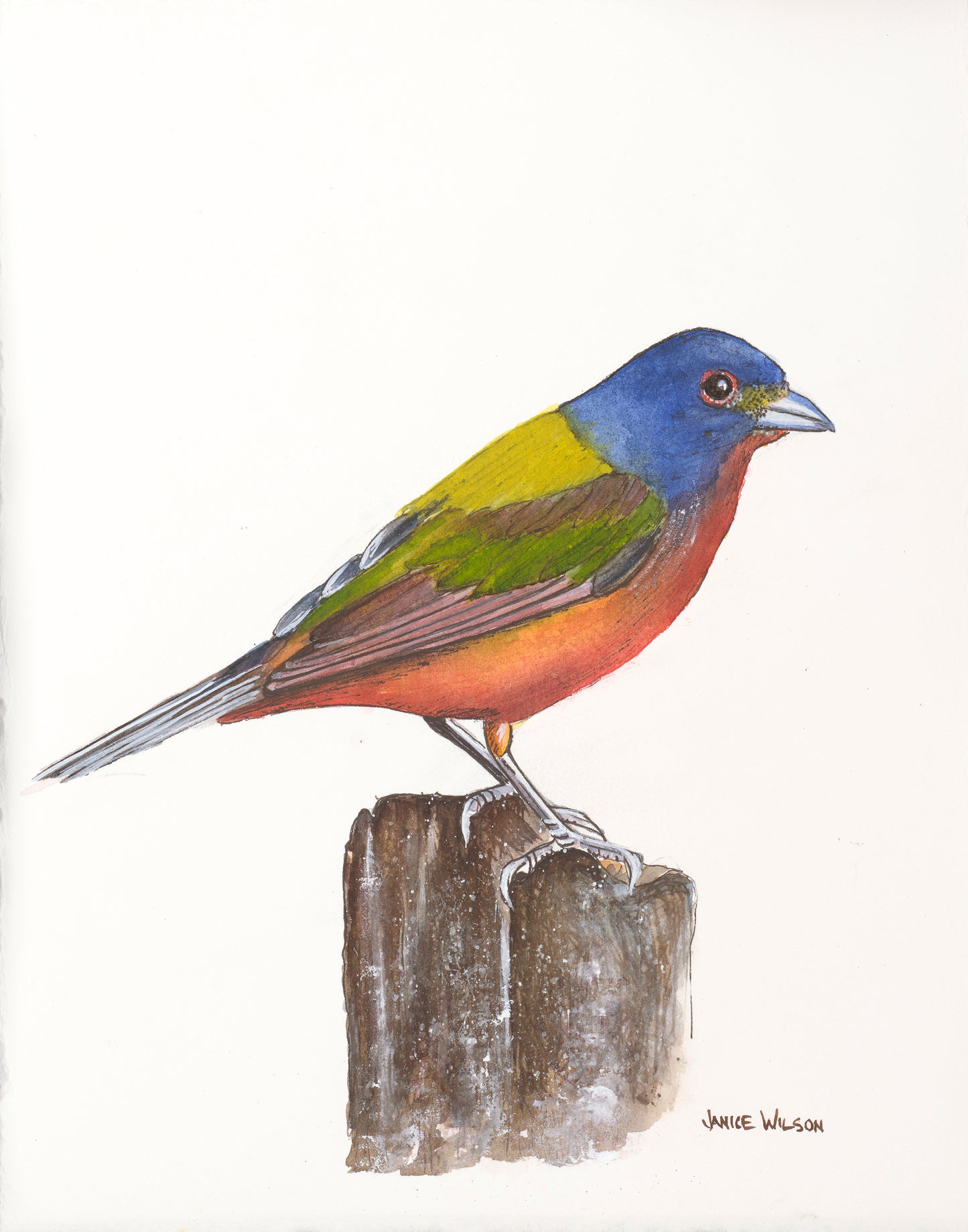 Painted Bunting on a stump, Giclee Print, Original Fine Art Watercolor Painting