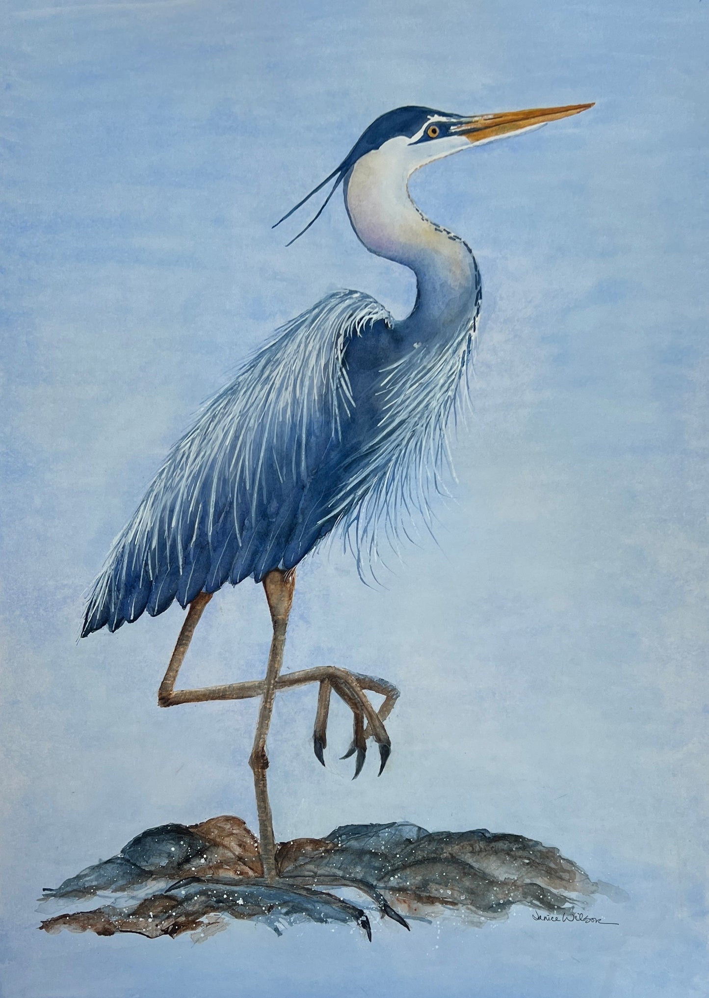 Giclee Prints of Original Watercolor "Hugo the Blue Heron"