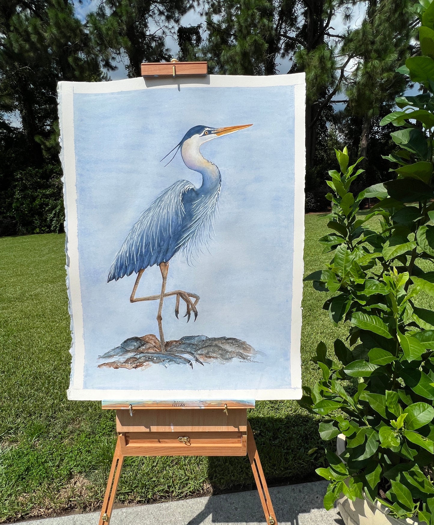 Giclee Prints of Original Watercolor "Hugo the Blue Heron"