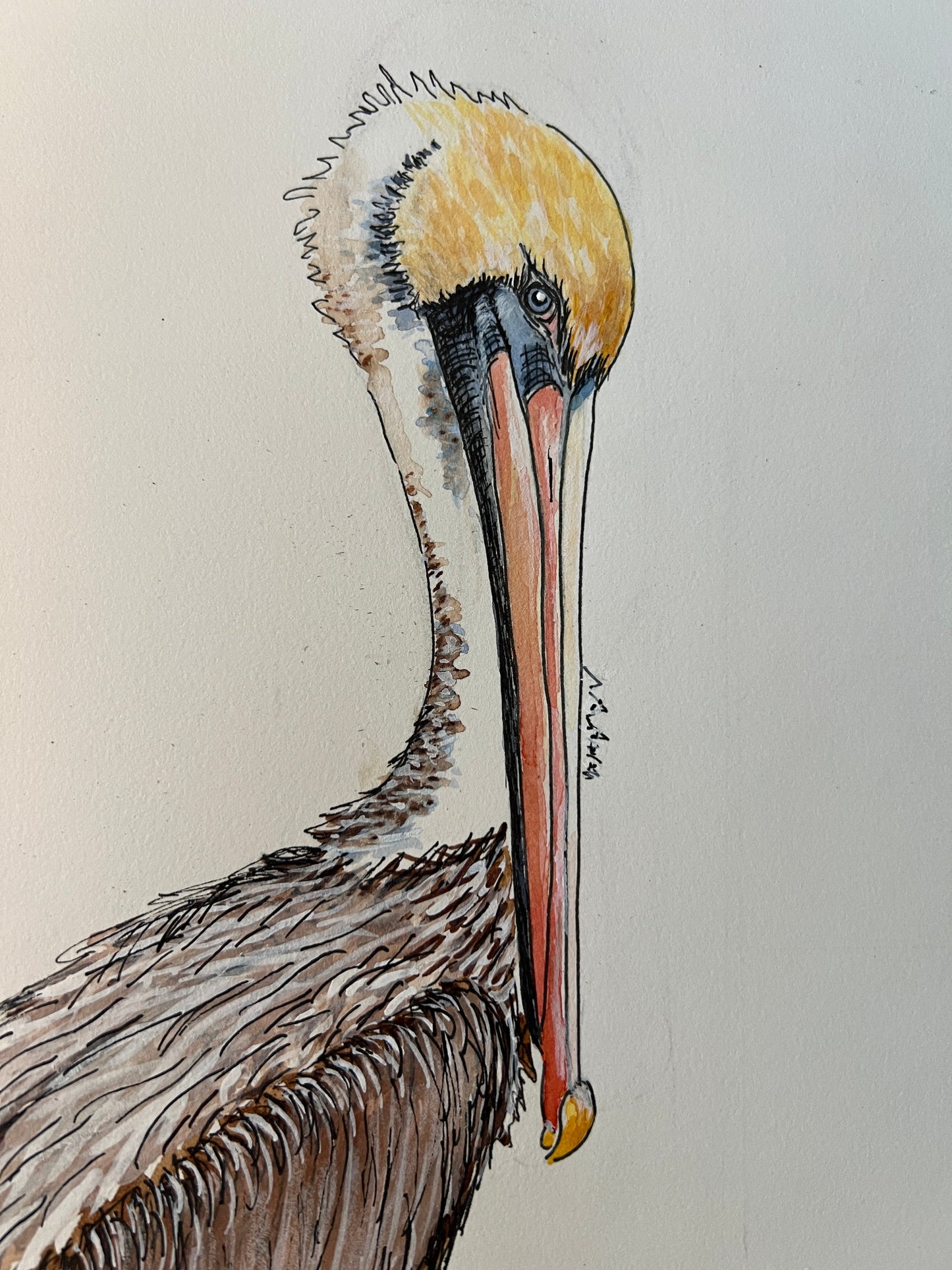 Giclee Prints of Original Watercolor of Brown Pelican "Perry Pelican"