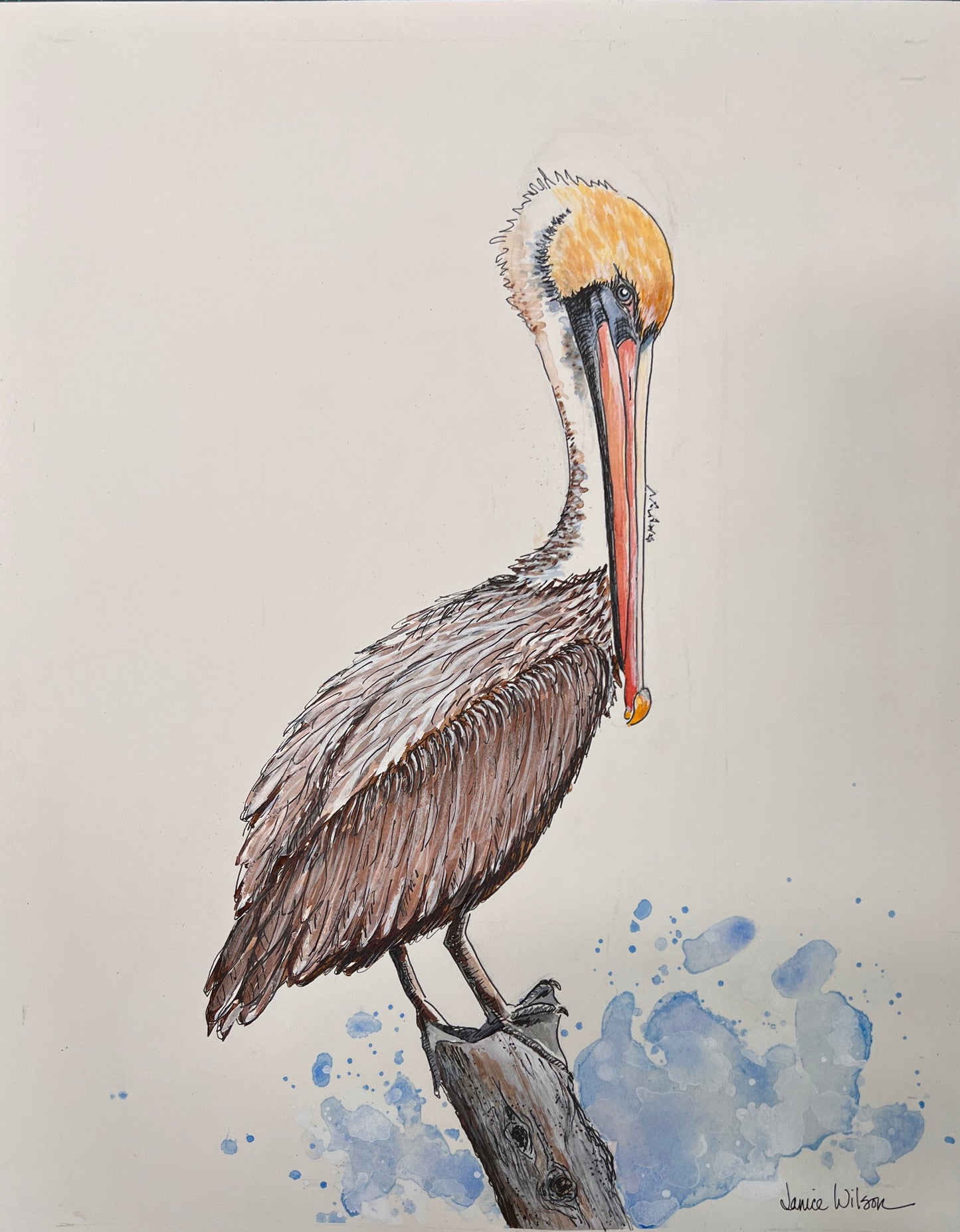 Giclee Prints of Original Watercolor of Brown Pelican "Perry Pelican"