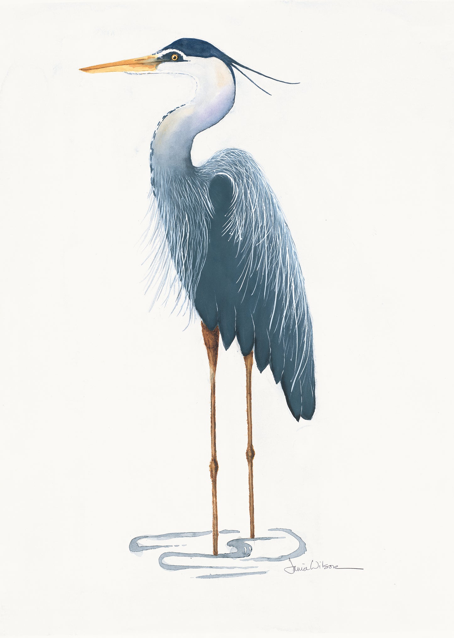 Giclee Prints of Original Watercolor Blue Heron