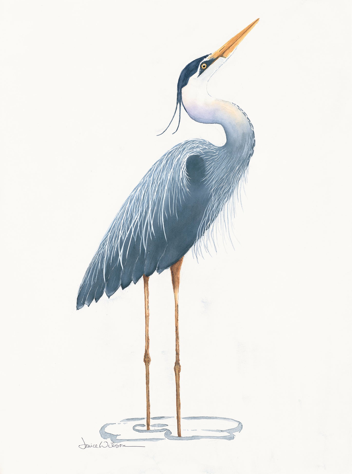 Giclee Prints of Original Watercolor Blue Heron