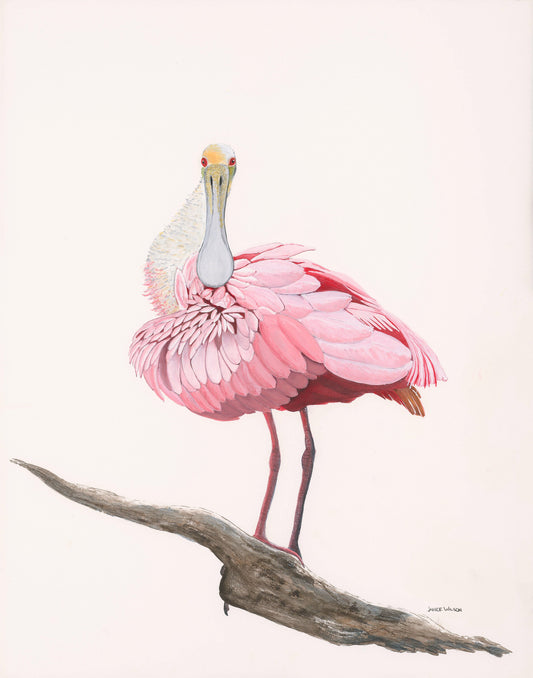 Feeling Fluffy, Roseate Spoonbill, Giclee Print, Original Fine Art Watercolor Painting