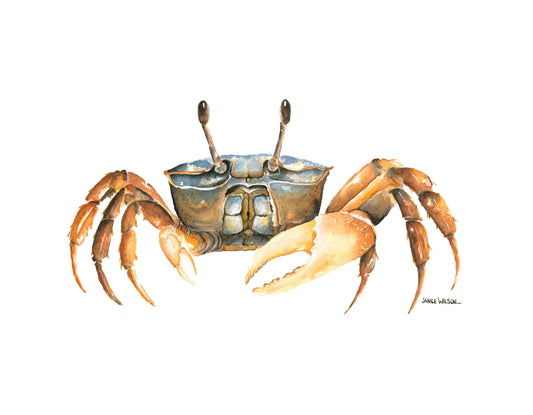Fiddler Crab, Original Fine Art Watercolor Painting