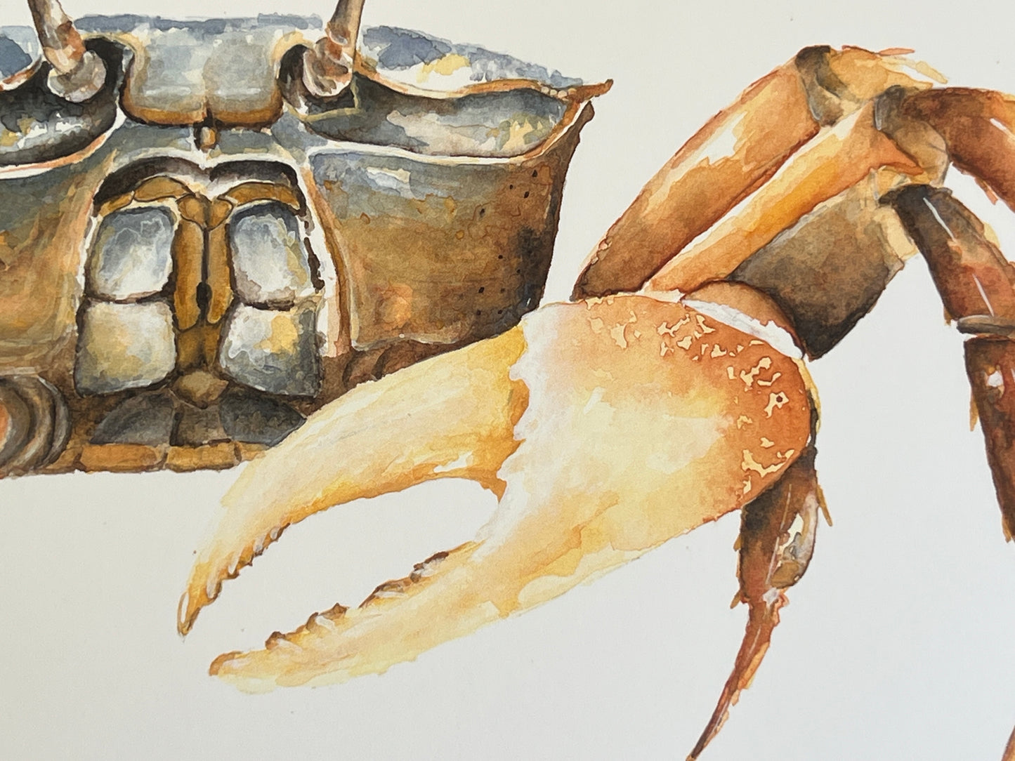 Giclee Print Fiddler Crab