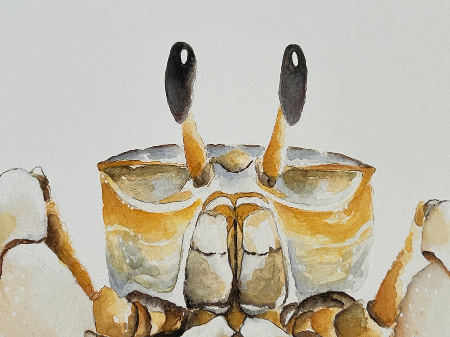 Ghost Crab, Original Fine Art Watercolor Painting