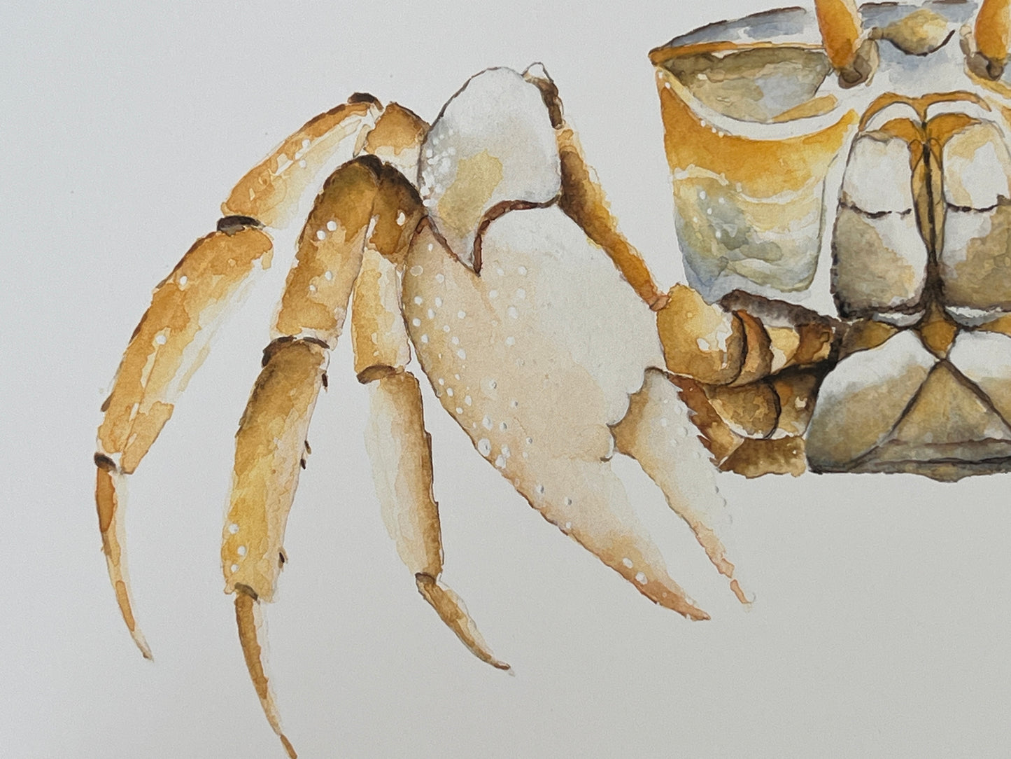 Ghost Crab, Original Fine Art Watercolor Painting