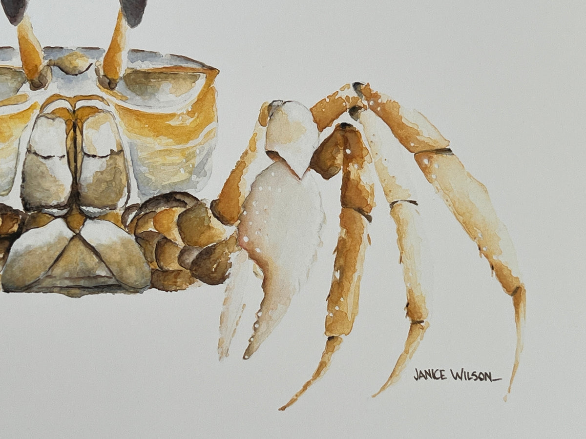 Ghost Crab, Original Fine Art Watercolor Painting