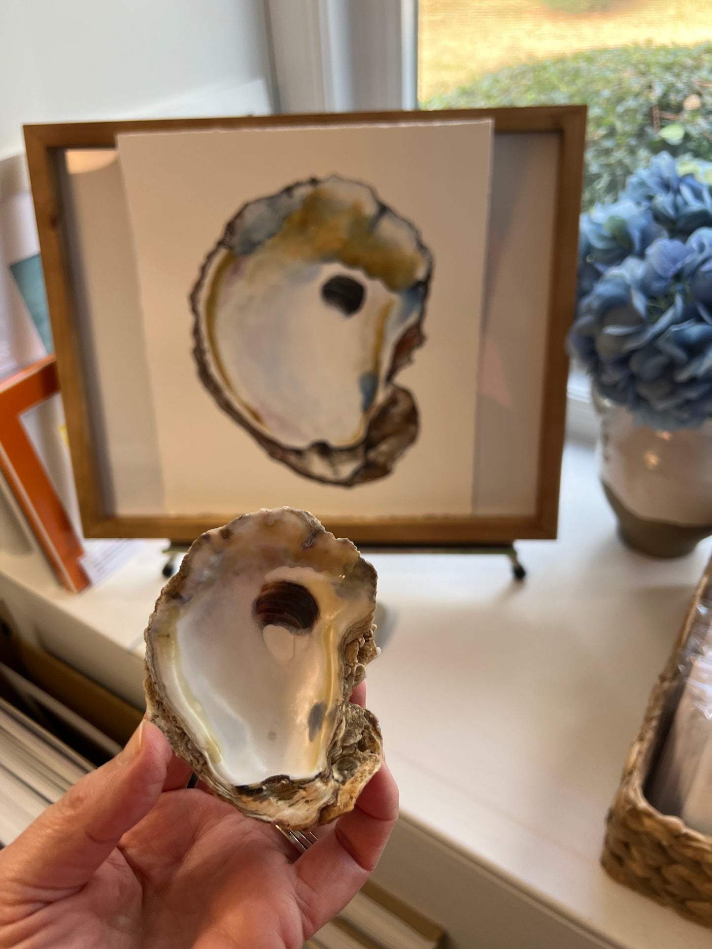 Original Watercolor "Oyster Shell"  14 X 16