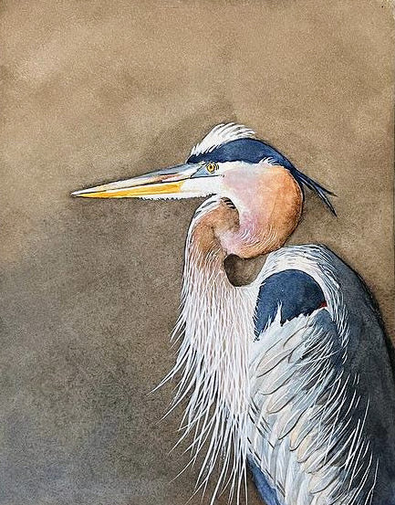 Giclee Prints of  Original Watercolor "Blue Heron in Full Plumage"