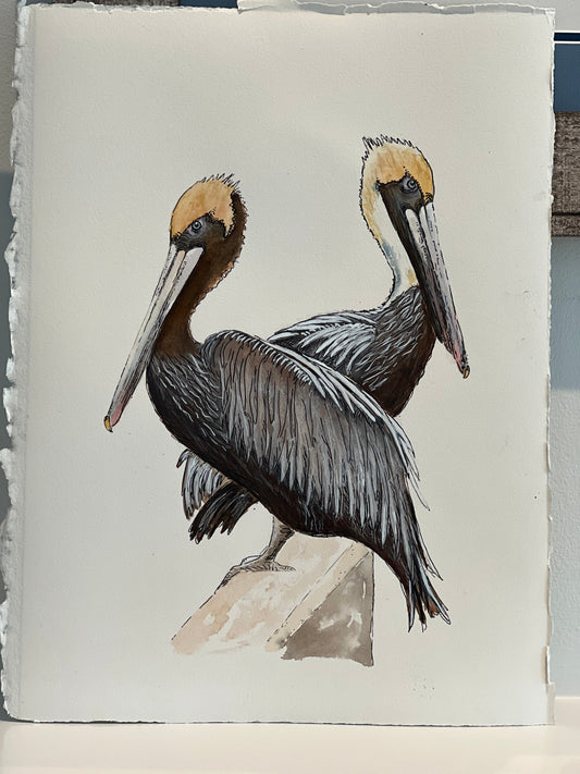 Giclee Prints of Original Watercolor "Pelicans in a Row"