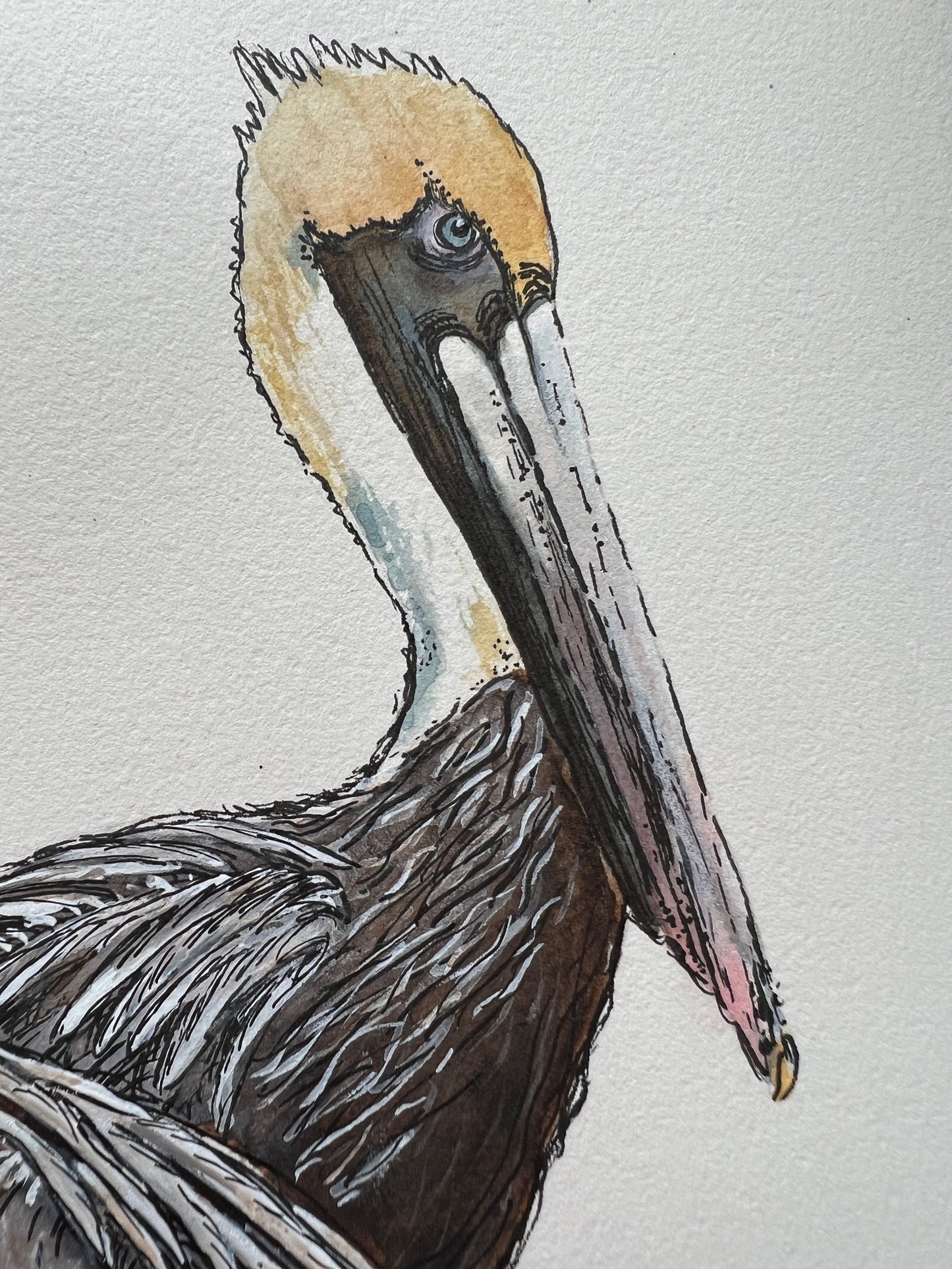 Giclee Prints of Original Watercolor "Pelicans in a Row"