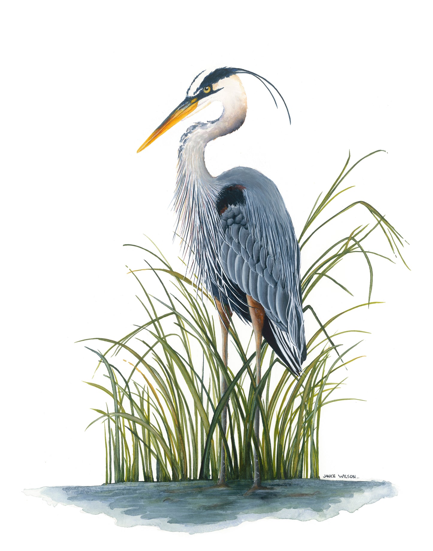 Blue Heron in Spartina Grass II, Original Fine Art Watercolor Painting