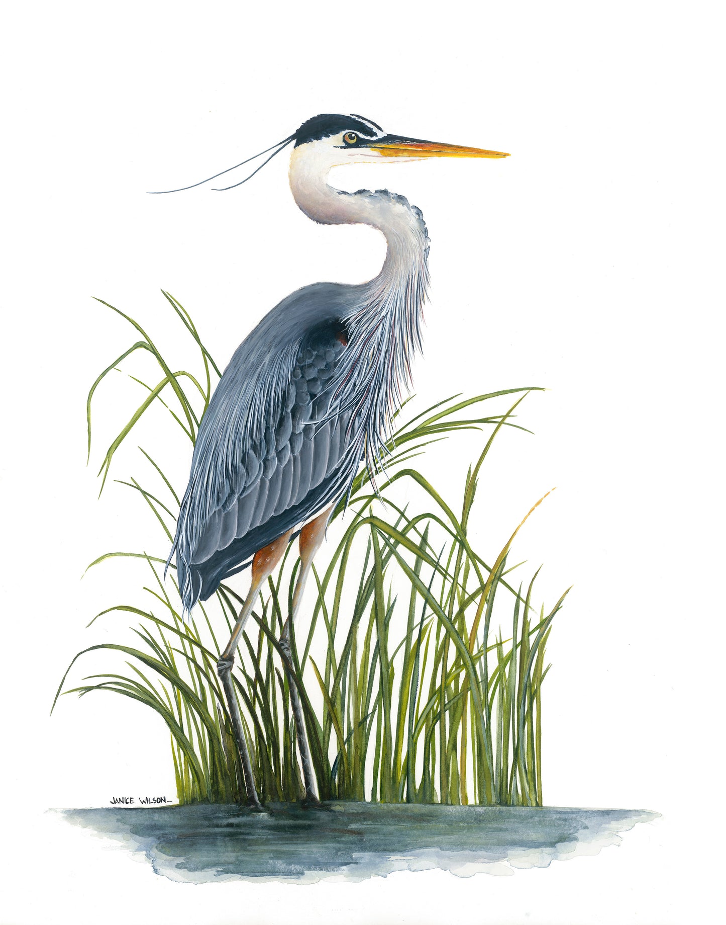 Blue Heron in Spartina Grass I, Original Fine Art Watercolor Painting