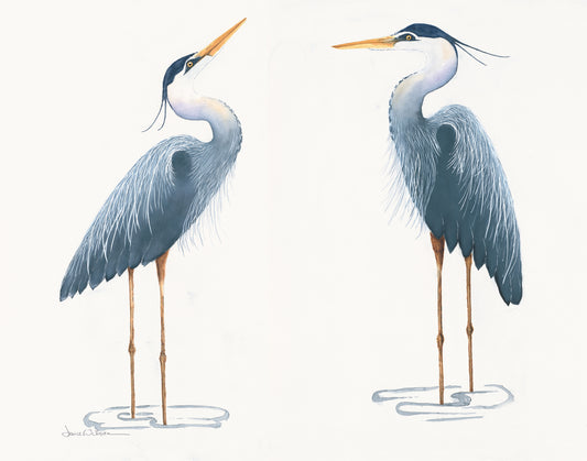 Giclee Prints of Twin Blue Heron